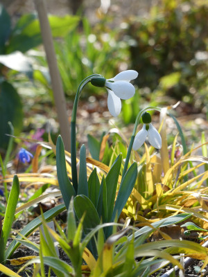 2020-03-28 Galanthus 'Polar Bear'.jpg