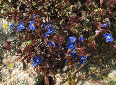IMG_9188_Veronica_Georgia_Blue_28Maerz2020_.jpg