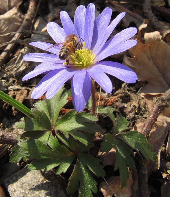 IMG_9127_Anemone_blanda_28Maerz2020_.jpg