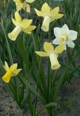 Lemon Silk.JPG