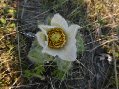 Pulsatilla weiß MGP 200228 k.jpg