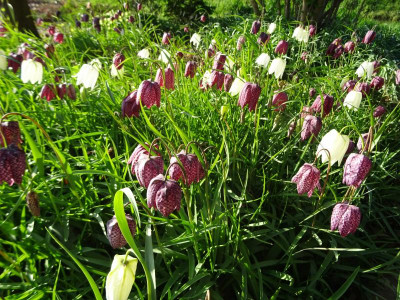Fritillaria meleagris März 2 2020.JPG