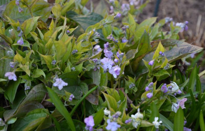 Omphalodes_cappadocica-Sämling.20-1.jpg