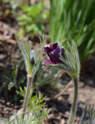 Pulsatilla.20-2.jpg