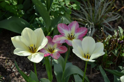 Tulipa-Purissima+FlamingPurissima.20-2.jpg