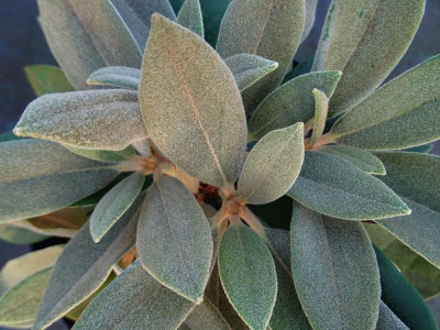Rhododendron yak x pachysanthum indumentum.jpg