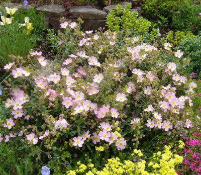 cistus-Grayswood_Pink.2014-4.jpg
