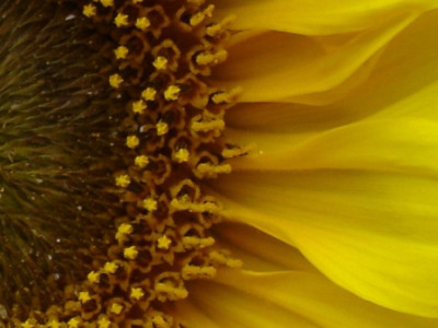 Sonnenblume_12.jpg