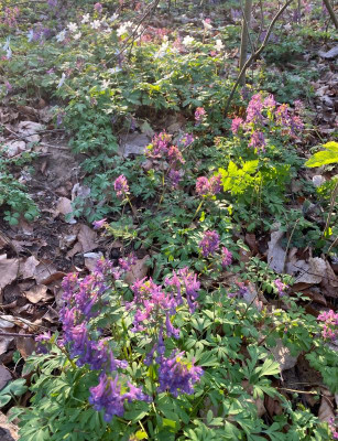 corydalis-solida-etc-wald_27.3.20.jpg