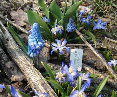 IMG_9180_Muscari_azureum_28Maerz2020_.jpg