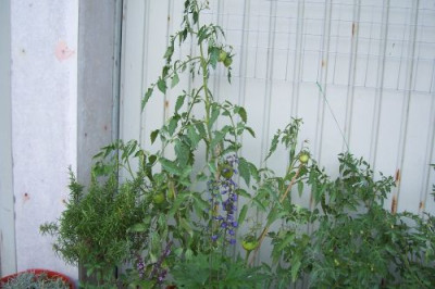 000_2141_Petras_Tomate_von_Madeira.jpg