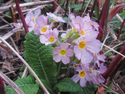 Primula elatior-Hybride (2).JPG
