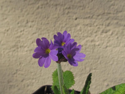 Primula amoena.JPG