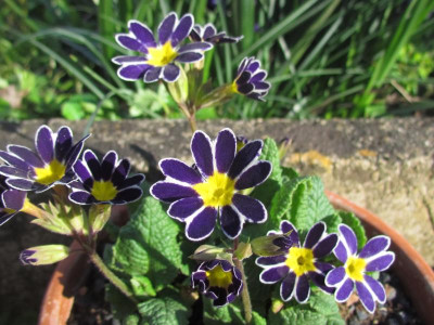 Primula Blue Lace.JPG