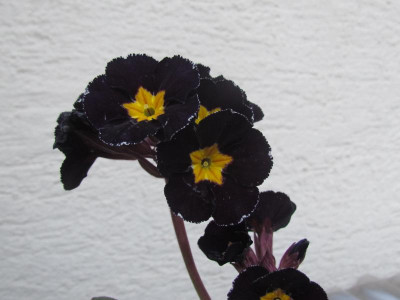 Primula poly Midnight.JPG