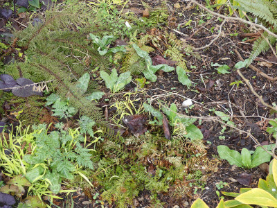 2020-03-29 Erythronium 'White Beauty'.jpg