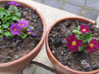 juliae Frühlingsboten.JPG