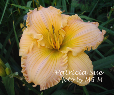 IMGP4227-PatSue.jpg