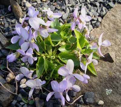 Viola pyrenaica20.jpg