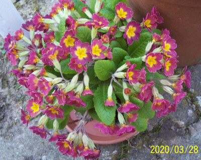 100_8083 Dohldenprimel im Töpfchen.jpg