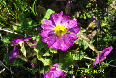 100_8084 Smling von Barnhaven.jpg