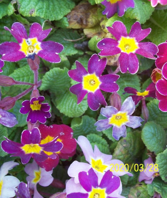 100_8086 Primel schmalblütig violett.jpg