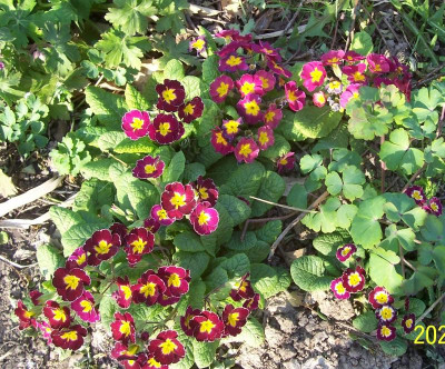 100_8090 Doldenprimelmix rot.jpg