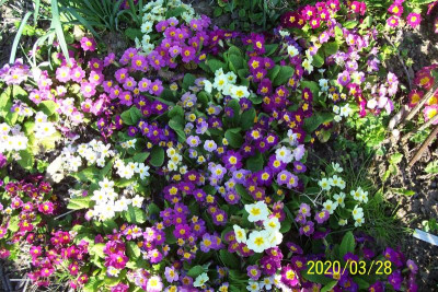 100_8108 Primelvielfalt dicht an dicht.jpg