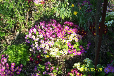 100_8109 Riesenbüsche Primels.jpg