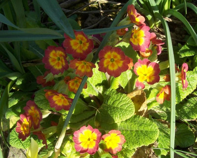 100_8110 Primel orangerot.jpg