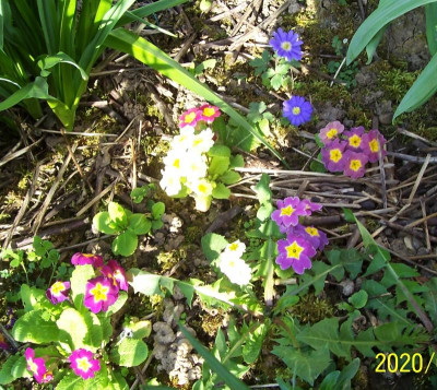 100_8120 Jungpflanzen.jpg