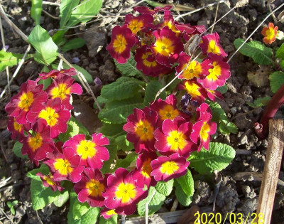 100_8122 Primel rot.jpg