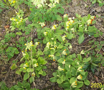 100_8125 Primula veris mix.jpg
