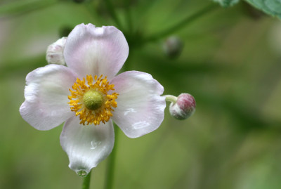 Herbstanemone-im-Regen.jpg