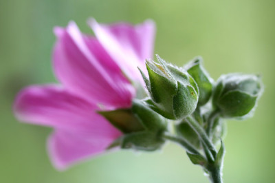 Lavatera-olbia--geblitzt.jpg