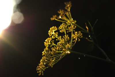 Bronzefenchel-bestrahlt-k.jpg