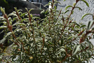 cistus blüten lavendel 058.JPG