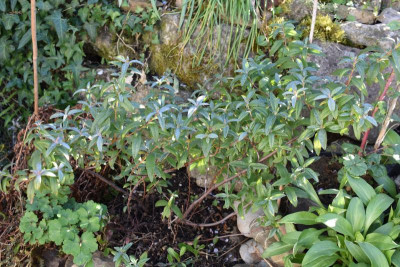 cistus blüten lavendel 008.JPG