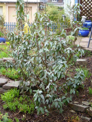 cistus_laurifolius.2013.jpg