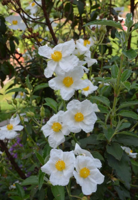 Cistus_laurifolius.18-2.jpg