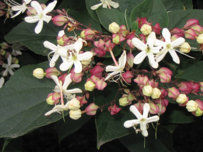 IMG_1240b.jpg_Cclerodendron_tricch._fargesii_Bluten.jpg