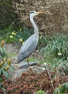 DSC09093.jpg