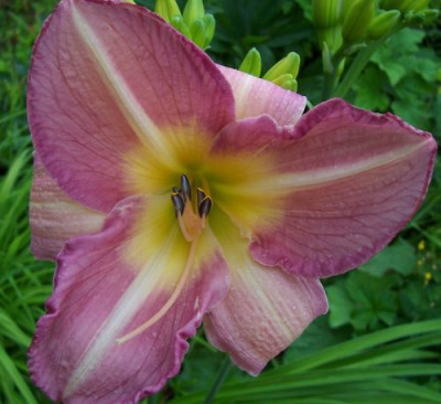 000_1954__H._Clover_Dale.jpg