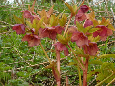 Helleb.Single apricot streaked 5.jpg