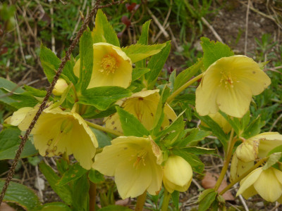 Helleb.Yellow gold nectaries 2.jpg