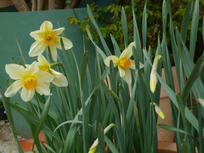 Narcissus Lucifer.jpg