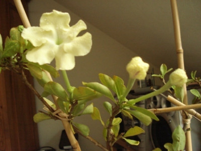 mein_Bergjasmin__2.jpg