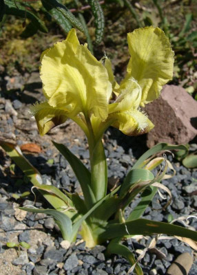 Iris spec. Presbasee.jpg