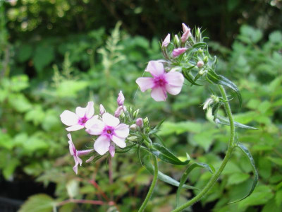 Phlox pilosa 2.JPG