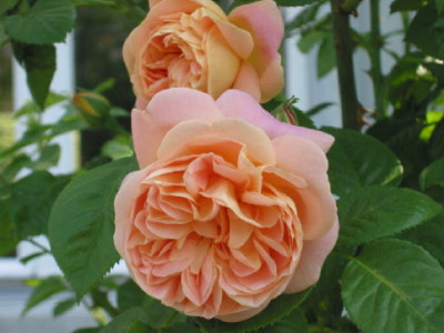 K_Kron_Blueten__Sommer_07__a.jpg